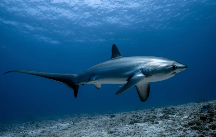 ~CLOUDSHARK avatar